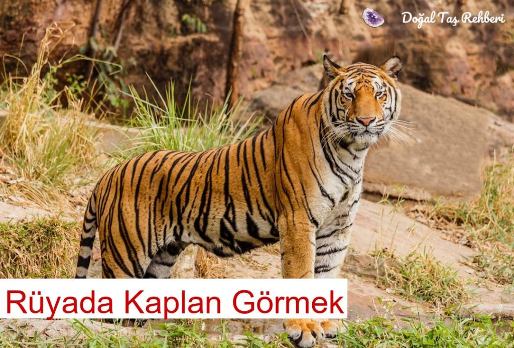 Rüyada Kaplan Görmek