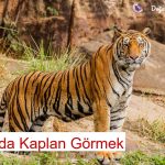 Rüyada Kaplan Görmek